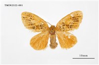 藏品(紛黃毒蛾)的圖片